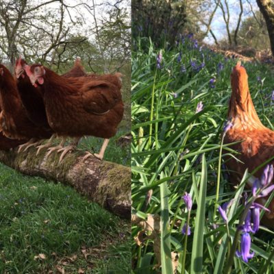 Nith Valley Eggs