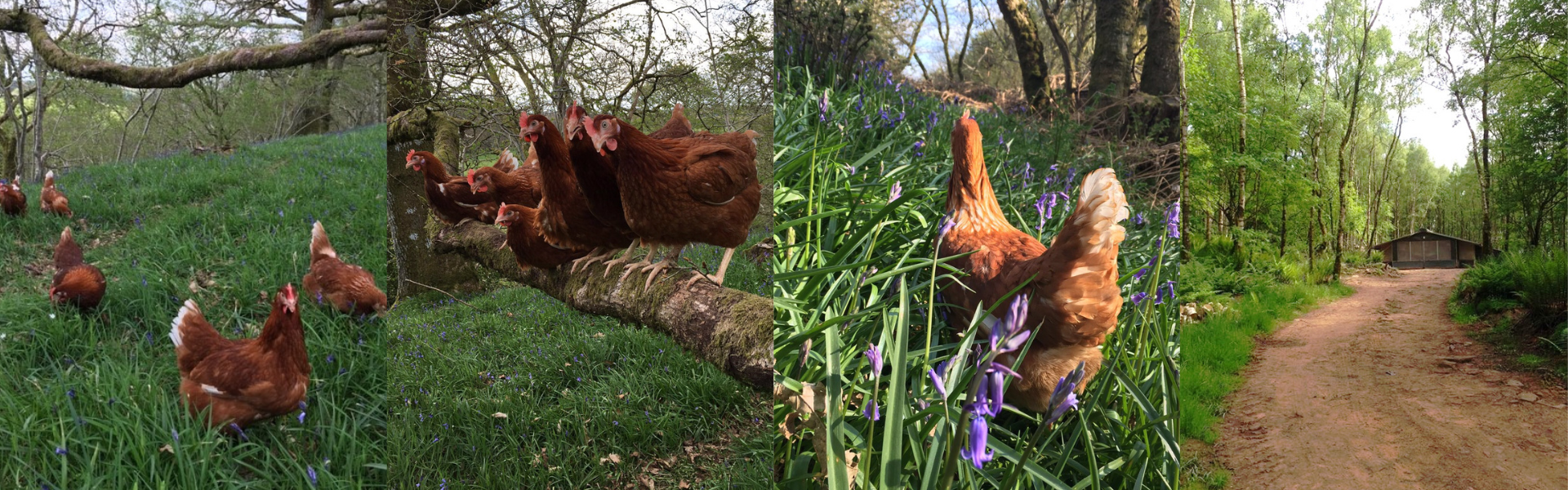 Nith Valley Eggs